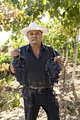 Wine maker holding grapes, Dafnes, in the mountains above Heraklion, Crete, Greek Islands, Greece, Europe