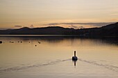 Swan swimming at sunset on Coniston Water in autumn, Coniston, Lake District National Park, Cumbria, England, United Kingdom, Europe