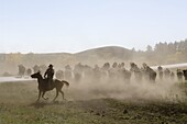 Cowboy pushing herd at Bison Roundup, Custer State Park, Black Hills, South Dakota, United States of America, North America