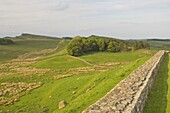 Roman Wall to east at Housesteads Fort to Sewing Shields Crags, Hadrian's Wall, UNESCO World Heritage Site, Northumberland, England, United Kingdom, Europe