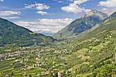 View from Dorf Tyrol over Merano, apple orchards, and the valley towards Reschen Pass and Austria, Western Dolomites, Italy, Europe