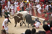 Running of the bulls, San Fermin festival, Plaza de Toros, Pamplona, Navarra, Euskadi, Spain, Europe