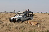 Lion (Panthera leo), Masai Mara, Kenya, East Africa, Africa