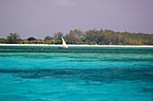 A dhow sailing in the blue seas close to Mnemba Island near Zanzibar, Tanzania, East Africa, Africa