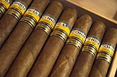 Close-up of limited edition cigars in a box, Cohiba, Havana, Cuba, West Indies, Central America