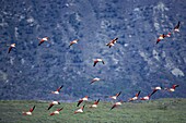 Chilean flamingoes (Phoenicopterus chilensis) in flight, Torres del Paine National Park, Patagonia, Chile, South America