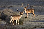 Fallow deer bucks, Dama dama, Dallam Estate, Cumbria, England, United Kingdom, Europe