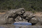 African elephant Loxodonta africana) in water, Addo Elephant National Park, South Africa, Africa