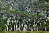 Eucalyptus trees, Wilsons Promontory National Park, Victoria, Australia, Pacific