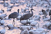 Sandhill cranes and snow geese, Bosque del Apache, Socorro, New Mexico, United States of America, North America