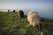 Domestic sheep, Heligoland, Germany, Europe