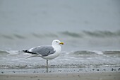 Herring gull, Larus argentatus, Heligoland, Germany, Europe