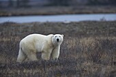 Polar bear, Ursus maritimus, Churchill, Manitoba, Canada, North America