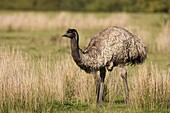 Emu (Dromaius novaehollandiae), Wilson's Promontory National Park, Victoria, Australia, Pacific