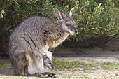Tammar wallaby (Macropus eugenii), Flinders Chase National Park, Kangaroo Island, South Australia, Australia, Pacific