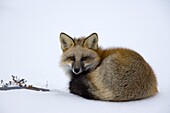 Redfox (Vulpes vulpes), Churchill, Hudson Bay, Manitoba, Canada, North America