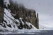 Bird Cliff, Bruennich's guillemots (Uria lomvia), Spitsbergen, Svalbard, Norway, Scandinavia, Europe