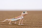 Webfooted gecko (Palmatogecko rangei), Namib Desert, Namibia, Africa