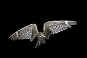 Lesser nighthawk (Chordeiles acutipennis) in flight, near Portal, Arizona, United States of America, North America