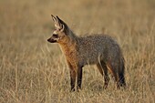 Bat-eared fox (Otocyon megalotis) standing in early morning light, Masai Mara National Reserve, Kenya, East Africa, Africa