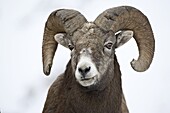 Bighorn sheep (Ovis canadensis) ram in the snow, Yellowstone National Park, Wyoming, United States of America, North America