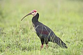 Southern bald ibis (Geronticus calvus), Imfolozi Game Reserve, South Africa, Africa
