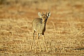 Male Gunther's dik dik (Rinchotragus guntheri), Samburu National Reserve, Kenya, East Africa, Africa