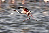 Lesser flamingo (Phoeniconaias minor) landing in Lake Nakuru, Lake Nakuru National Park, Kenya, East Africa, Africa