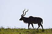 Greater kudu (Tragelaphus strepsiceros) silhouetted, Addo Elephant National Park, South Africa, Africa