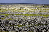 Stone walls on Inis Mor (Inishmore), Aran Islands, Republic of Ireland, Europe