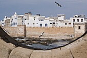 Ramparts of town and seagulls, Essaouira, Morocco, North Africa, Africa