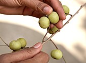 Indian gooseberry (Amla) (Embilca officionalis) an important Ayurveda fruit, used in the treatment of liver conditions, jaundice, anaemia, and diabetes, India, Asia