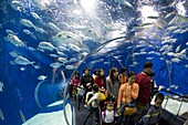 Tourists at the Shanghai Aquarium in Pudong District, Shanghai, China, Asia