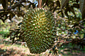 Durian fruit (Durio zibethinus) on tree, Phu Quoc, Mekong Delta, Vietnam, Asia