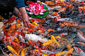 Hand berührt Koi Karpfen in einem Teich am Tempel Jade Buddha, Shanghai, Shanghai, Asien