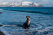 Fur seal at water's edge of beach with snow-covered mountains behind, Salisbury Plain, South Georgia Island, Antarctica