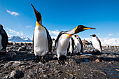 Group of king penguins (Aptenodytes patagonicus) on beach with snow-covered mountains behind, Salisbury Plain, South Georgia Island, Antarctica