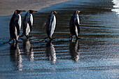 Vier Königspinguine (Aptenodytes patagonicus) am Strand, Gold Harbour, Südgeorgien, Antarktis