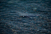 Schwimmender Eselspinguin (Pygoscelis papua), Neko Harbour, Grahamland, Antarktis