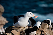 Black-browed albatross (Thalassarche melanophrys, New Island, Falkland Islands, British Overseas Territory