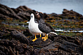 Male and female Kelp Goose (Chloephaga hybrida), Carcass Island, Falkland Islands, British Overseas Territory