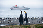 King penguins (Aptenodytes patagonicus) on beach with expedition cruise ship MS Hanseatic (Hapag-Lloyd Cruises) behind, St. Andrews Bay, South Georgia Island, Antarctica