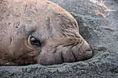 Nahaufnahme von einem Südlichen See-Elefanten (Mirounga leonina) am Strand, Gold Harbour, Südgeorgien, Antarktis