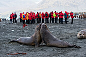 Two young southern elephant seals (Mirounga leonina) pretend to Sumo wrestle as passengers of expedition cruise ship MS Hanseatic (Hapag-Lloyd Cruises) look on, Gold Harbour, South Georgia Island, Antarctica