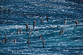 Kapsturmvögel (Daption capense) tanzen mit Wind und Wellen zwischen Südgeorgien und Elephant Island, Südshetland-Inseln, Antarktis
