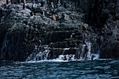 Pinguine auf Felsen, Point Wild, Elephant Island, Südshetland-Inseln, Antarktis