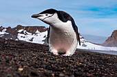 Curious gentoo penguin (Pygoscelis papua), Weddell Sea, Antarctic Peninsula, Antarctica