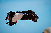 Blauaugenscharbe oder Antarktischer Kormoran (Phalacrocorax atriceps) im Flug, New Island, Falklandinseln, Britisches Überseegebiet, Südamerika