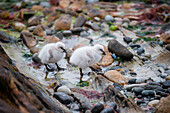 Kelp goose (Chloephaga hybrida) chicks, Carcass Island, Falkland Islands, British Overseas Territory