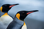 King penguins (Aptenodytes patagonicus) on beach, Salisbury Plain, South Georgia Island, Antarctica